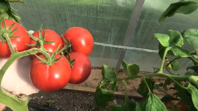 🍅 Томат F1 Фамилия| Этот томат я загубил сам смотреть онлайн