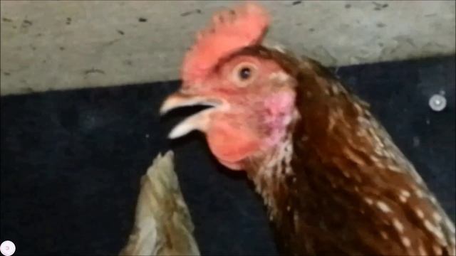 Многоголосие