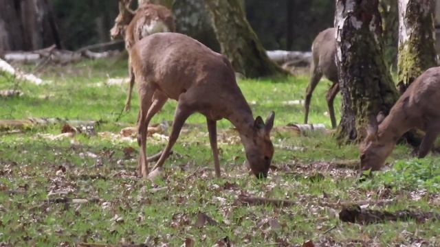 Canon Powershot SX70 HS - Photo animalière dans la forêt de Rambouillet смотреть онлайн
