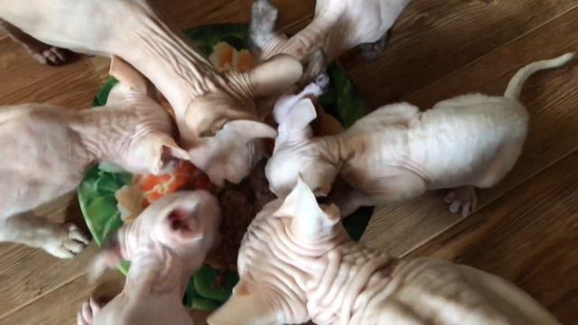 Котики любят эту консерву😻 на расхват! #котики #сфинксы смотреть онлайн