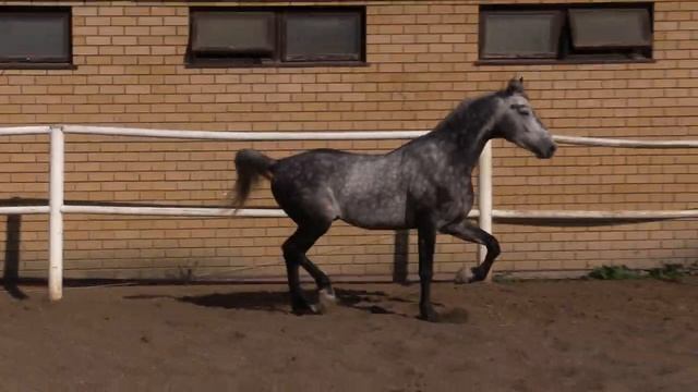 Звездопад 2017 г.р. (Дударь - Зоркая от Ковбоя) ООО "Татарский конный завод № 57" смотреть онлайн