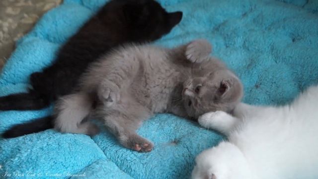 Black British Longhair Cat Prada Feed Her Babies