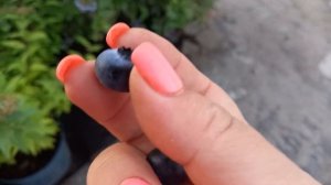 Голубика Аврора. Часть 2