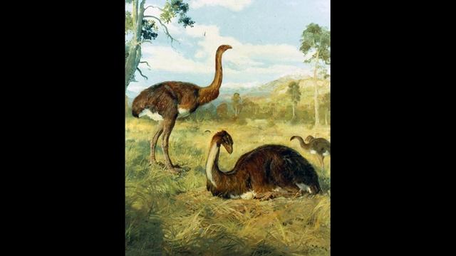 Moa (Динорнис)