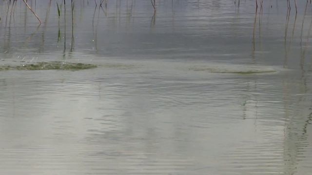 Snorkeling & crazy fishing for rudd in a secret lake. Сумасшедшая рыбалка на секретном озере. смотреть онлайн