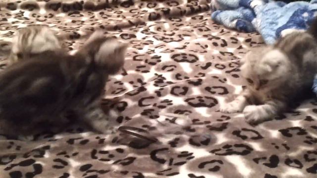 Шотландские вислоухие котята мрамор на серебре смотреть онлайн