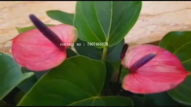 Miniture Anthurium plants Online Sale/Malayalam смотреть онлайн