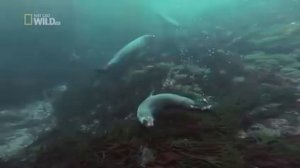 Дикие острова ⁄ 1 серия - Атлантический ковчег!