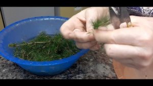 Зимнее черенкование ели канадской Дейзи Уайт. Простой и надежный способ размножить ель.