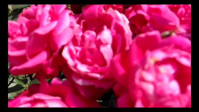 Прогулка по любимому саду. смотреть онлайн