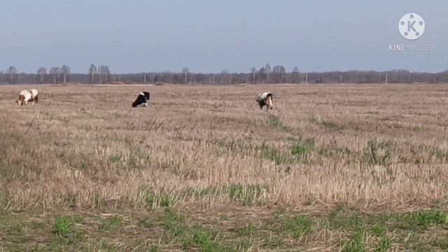 Пасу коров на колхозном поле смотреть онлайн
