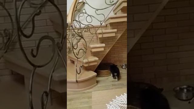 Банд'Эрос ! ( Пончик ! ) Краснодар 26 мая 2018 ! смотреть онлайн