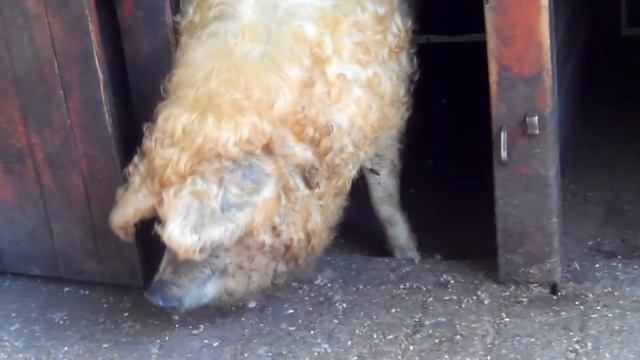 ЗООПАРК В БУДАПЕШТЕ - БИЛЕТ В ДЕТСТВО смотреть онлайн