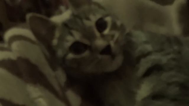 ЛЕТО ВОЗВРАЩАЕТСЯ! ❖ КОТОЖИЗНЬ 1-5 июля 2018 смотреть онлайн