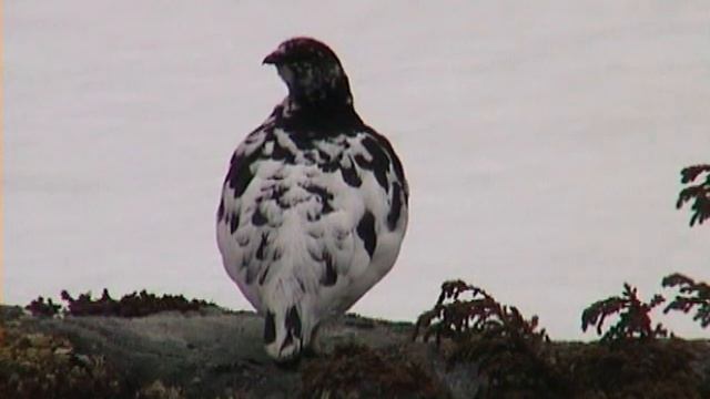 FJÄLLRIPA  Rock Ptarmigan  (Lagopus Muta)  Klipp - 3412