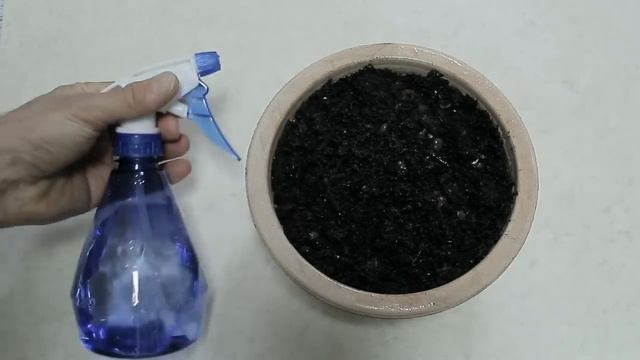 PAPAYA i trucchi per far nascere una piantina a costo zero in pochi giorni, papaye, папайя, смотреть онлайн