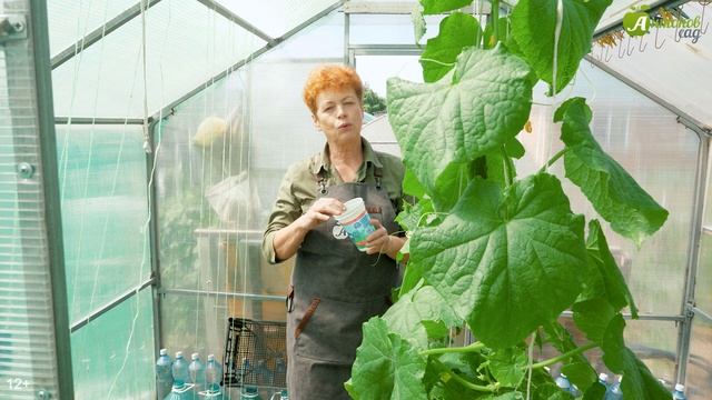 Совместные посадки в теплице. Получаем ранний урожай смотреть онлайн