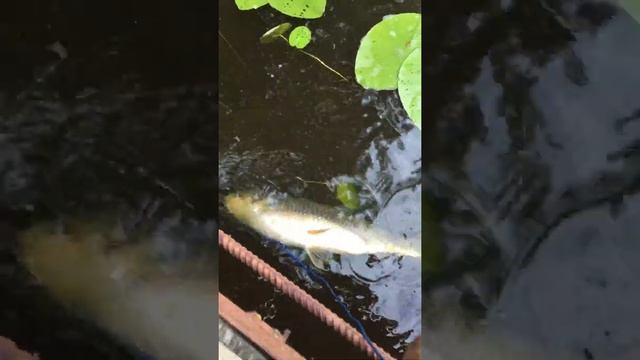 Рыба белый амур смотреть онлайн