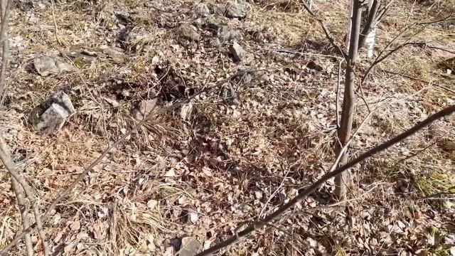 ЛОВЛЮ ЯЩЕРИЦ! КАК ПОЙМАТЬ ЯЩЕРИЦУ? #ящерицы #прыткаяящерица смотреть онлайн