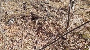 ЛОВЛЮ ЯЩЕРИЦ! КАК ПОЙМАТЬ ЯЩЕРИЦУ? #ящерицы #прыткаяящерица