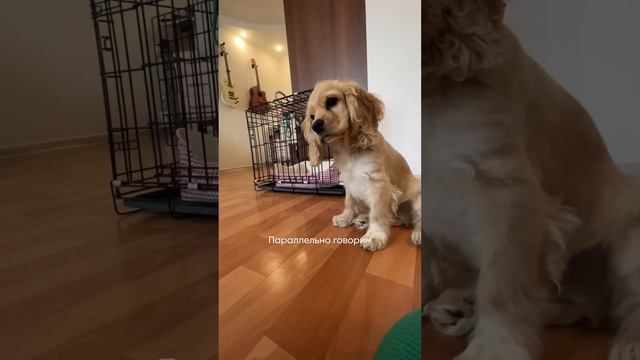 Как научить собаку команде «Носик»? #дрессировка #кокерспаниель