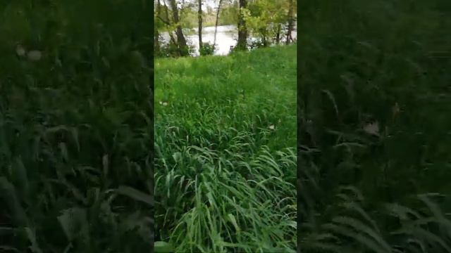 Дикая природа Украины смотреть онлайн