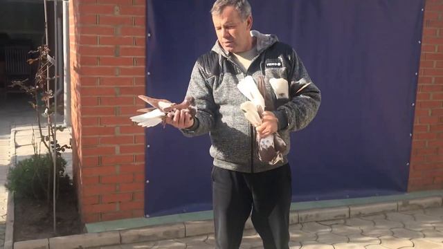Николаевские голуби ? Полёт Николаевских голубей. Подкидываем Николаевских голубей 2020 смотреть онлайн