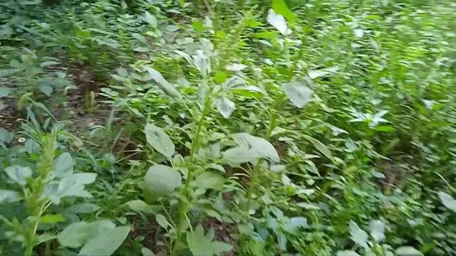 Амарант и его разновидность-ширица! Чудо растение, а не сорняк! ? смотреть онлайн