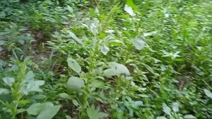 Амарант и его разновидность-ширица! Чудо растение, а не сорняк! ?