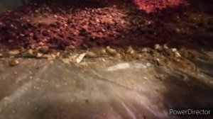 Цыплята за поносили ?. Что делать ??