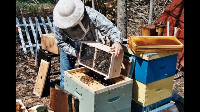 Лилия Гаврилова, воспитатель Школы № 2083. Осенние хлопоты насекомых. Где и как зимуют пчёлы смотреть онлайн