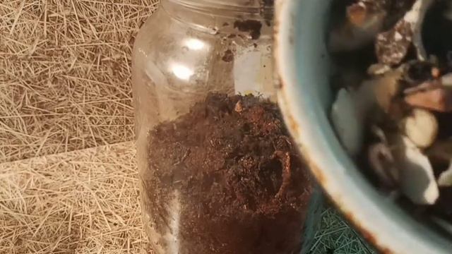 Сделал террариум для слизня. смотреть онлайн