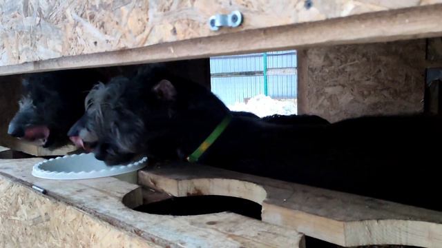 Ирландский Волкодав.