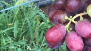 Кишмиш Щелкунчик 31 августа 2022 г.