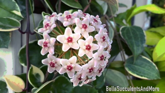 Hoya Carnosa Queen Tricolor Bloom - November 2021 смотреть онлайн