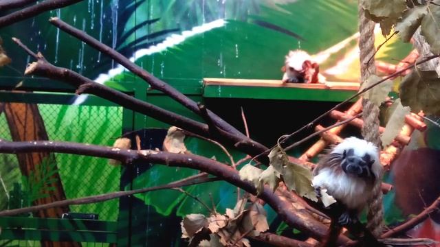 Друзья с Хвостиками