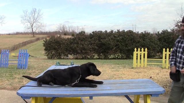 Training Your Labrador Retriever Puppy Part Four смотреть онлайн