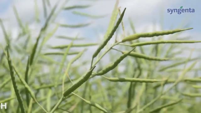 Черное «золото» Беларуси