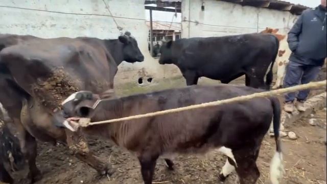 Як моли калон савдо шуд рафт нархи душанбе бозорба савдо чихелан 5 апреля 2023 г. смотреть онлайн