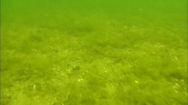 Feeder on line Бровка с ракушечником для fishtour by смотреть онлайн