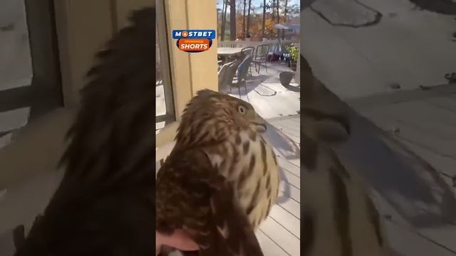 Девушка удивилась когда увидела ястреба в доме: ястреб и человек смотреть онлайн