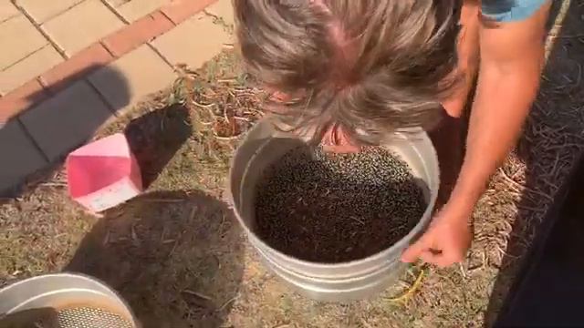 Acacia Seed Harvesting