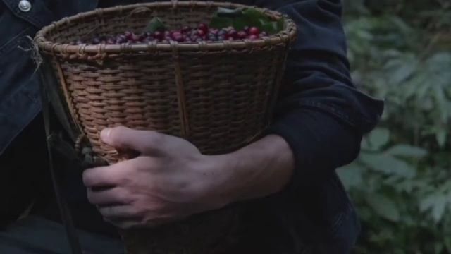 Какие деревья лучше сажать перед домом во дворе? смотреть онлайн