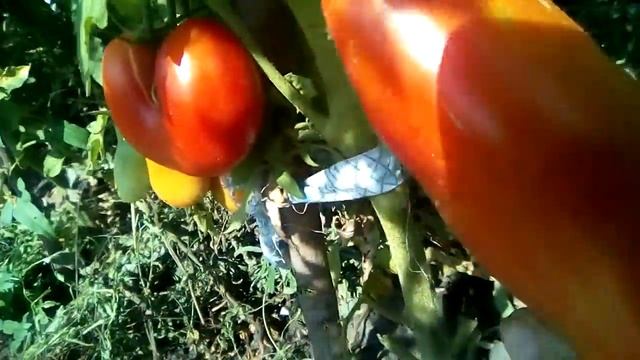 2018 08 04 Обзор помидора сорт Аурия