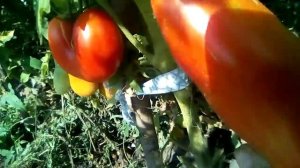 2018 08 04 Обзор помидора сорт Аурия