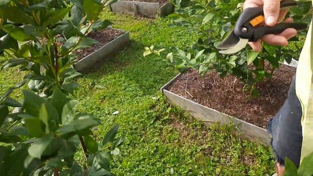 Голубика в Подмосковье. Обрезка смотреть онлайн