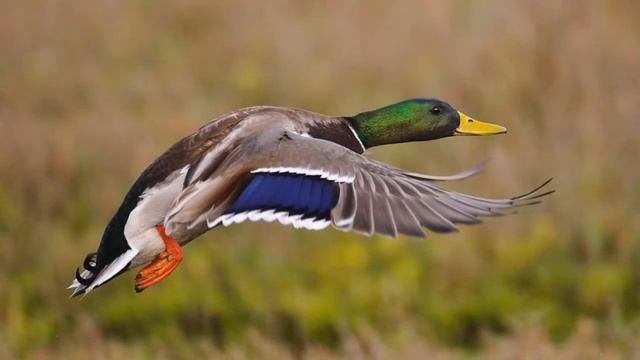 Апрель – месяц массового прилета птиц смотреть онлайн