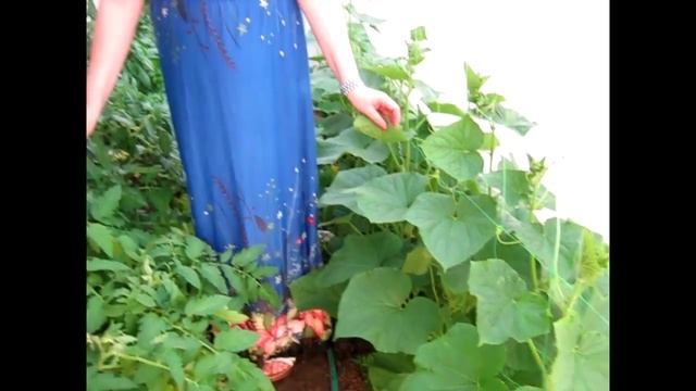 ТЕПЛИЦА!!! ВИДЫ ТЕПЛИЦ!!! БЫТЬ ИЛИ НЕ БЫТЬ ТЕПЛИЦЕ В САДУ? / GREENHOUSE !!! TYPES OF GREENHOUSE смотреть онлайн