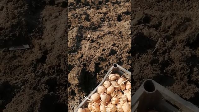 Сажаем картошку. Кубанское село. смотреть онлайн