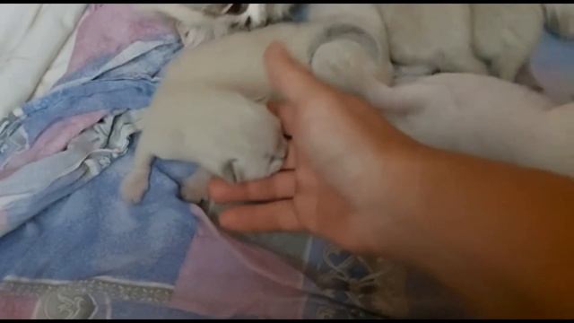 Котятам 10 дней. Мы открываем глазки. смотреть онлайн